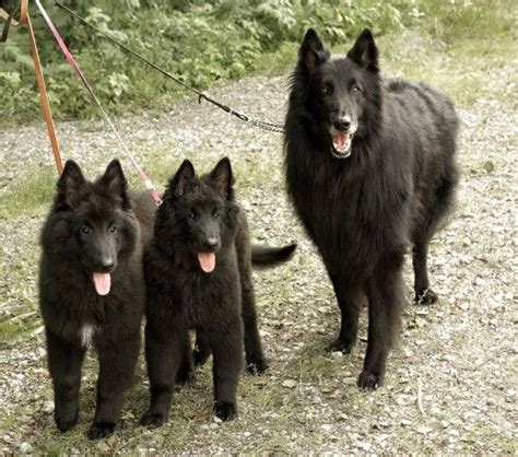 Our goals were to be able to show in conformation and obedience and maybe dabble in some agility. Search Results for "Week By Week Canine Pregnancy ...