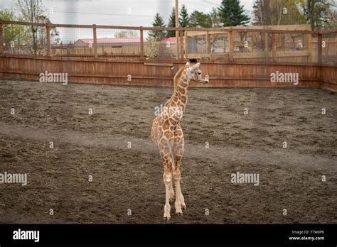 Aziz The Baby Of April The Giraffe From Animal Adventure Park In