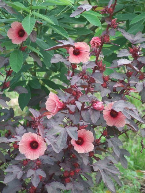 Cranberry Hibiscus Zone 9 11 Edible And Good For