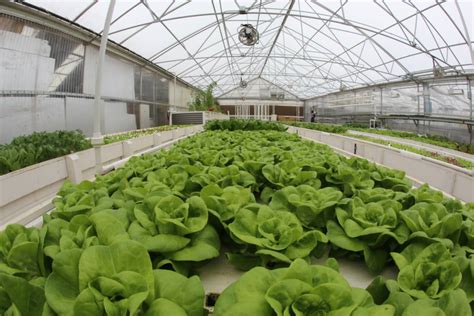 Aquaculture farms certification scheme is a step towards ensuring aquaculture practices in malaysia adhere to the draft aquaculture regulations that are in the process of being gazetted, under the fisheries act 1985. Aquaponic Farm — The GrowHaus