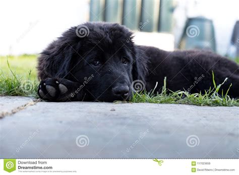 Purebred Black Newfoundland Puppy Laying On The Grass Stock Image