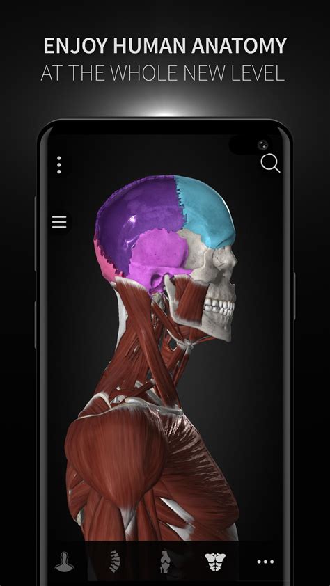 Anatomyka 3d Human Anatomy Atlas For Android Apk Download