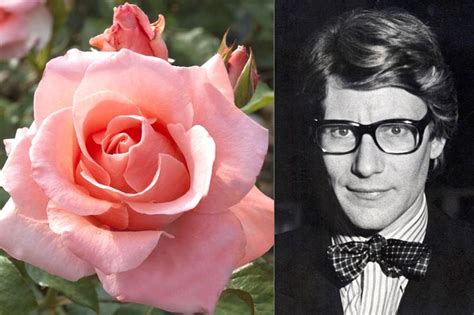 16 Flowers Named For Celebrities Hybrid Tea Roses Flowers Beautiful