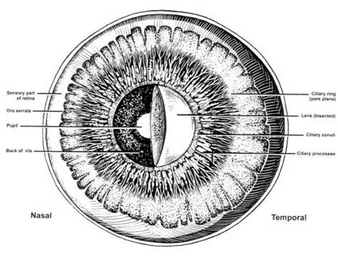 Ciliary Ring Liberal Dictionary