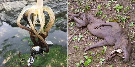15 Convincing Pics Of Strange Creatures Discovered In The Jungle