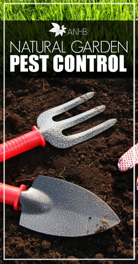 Organic garden pest control recipe #1. All Natural Garden Pest Control Spray - Updated For 2018