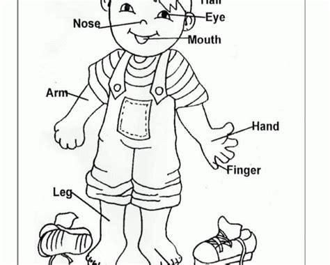 Free flashcards, worksheets, coloring pages, and more! Pin em prek body