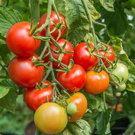 Tomato Shirley F1 Vegetable Seeds Arboretum Garden Centre