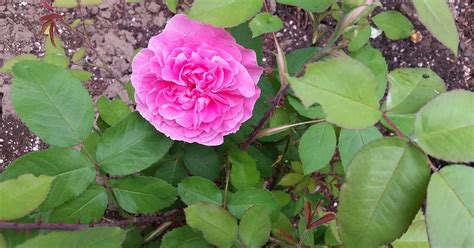 Sprouts Flower Of The Week Is Rose