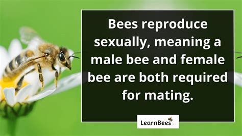 How Do Bees Reproduce Pictures Videos
