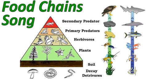 Food Chains Cc Cycle 2 Wk 3 Pinterest Food Chains Chains And Food