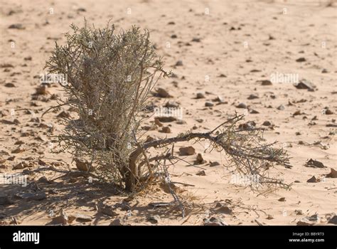 Desert Plants In Sahara Desert In Tunisia Stock Photo Alamy