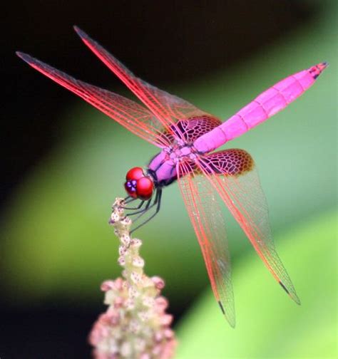 Stunning Dragonfly Flowers Nature Wings Pink Dragonfly Dragonfly