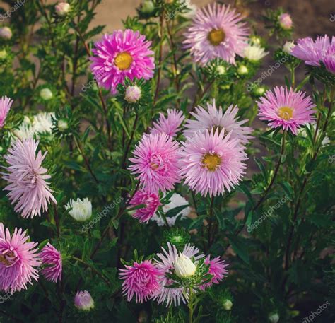 Pink And Violet Aster Autumn Flowers — Stock Photo © Irkiev 83005604