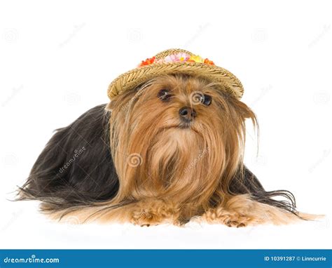 Yorkie Wearing Floral Hat Stock Image Image Of Beautiful 10391287
