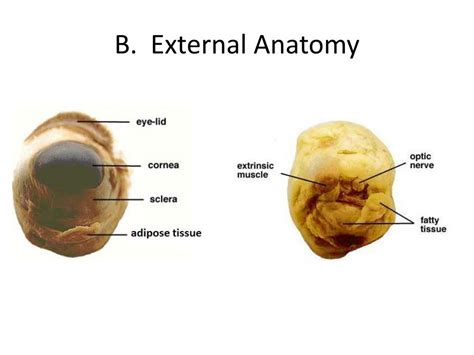 Ppt Sheep Eye Dissection Powerpoint Presentation Free Download Id