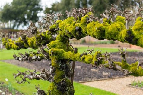 15 Great Moss Gardening Ideas And Easy Moss Garden Guide