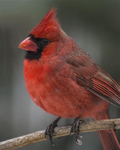 Male Northern Cardinal Close Up Photograph By John Koscinski