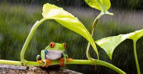 Raining Frogs Myth Vs Reality A Z Animals