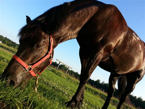 Black Horse Eating Grass Free Stock Photo Public Domain Pictures