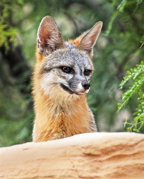 Portrait Of A Fox Gray Fox Renee Grayson Flickr