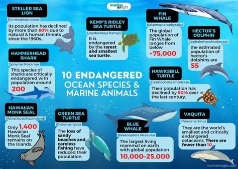 10 Endangered Ocean Species And Marine Animals 2022