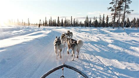 Lapland By Dog Sled 3 Days 2 Nights Nordic Visitor