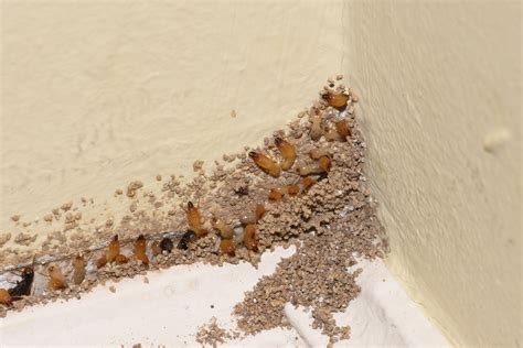 Do You Recognize The Early Warning Signs Of A Termite Infestation