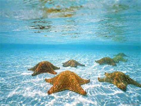 Free Download Underwater Wallpapers Underwater Wallpapers Underwater