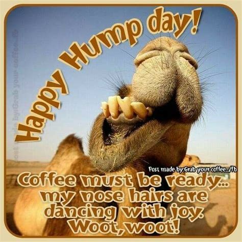 Pin By Aline On Camels Happy Wednesday Quotes Hump Day Humor Hump