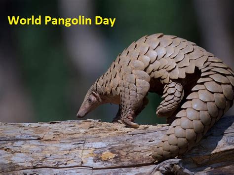 World Pangolin Day 2024 Celebrating The Wilderness Of Pangolins Edudwar