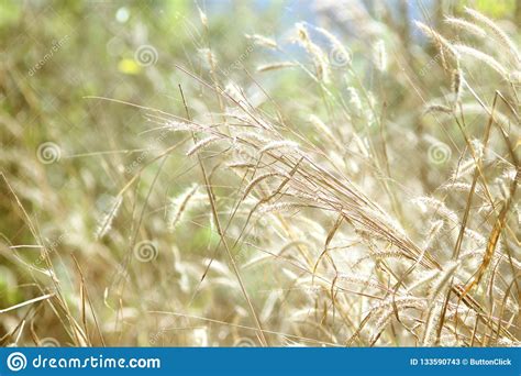 Nature Straws Grass Bright Sunny Background Stock Image Image Of
