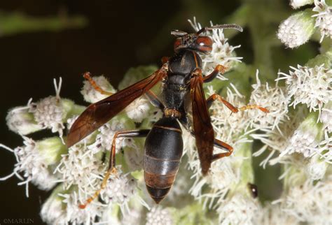 Paper Wasp Polistes Fuscatus North American Insects And Spiders