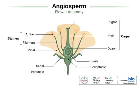 Angiosperms Characteristics Morphology Classification Uses