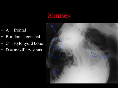 • outline the anatomy of a bone • outline the phases of bone healing • explain direct and indirect fracture healing • identify factors that affect fracture healing. PPT - Normal Radiographic Anatomy of the Equine Head ...
