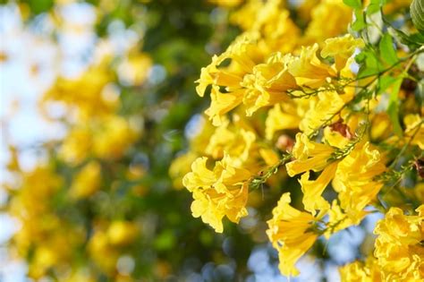 Premium Photo Blossoms Of Yellow Trumpetbush Tecoma Stans