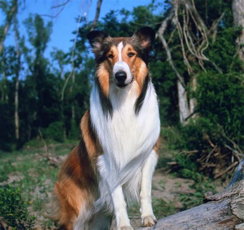 Lista 99 Foto Que Raza Es El Perro Lassie Mirada Tensa