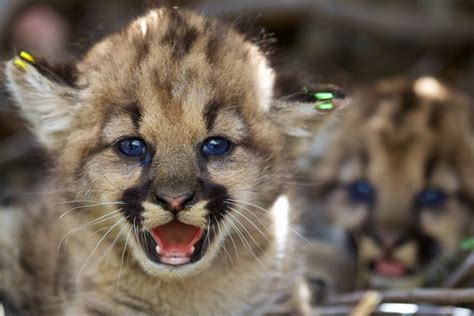 Mountain Lions On Brink Of ‘extinction Vortex The Santa Barbara