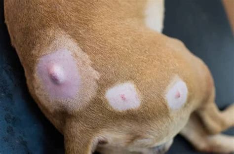 Sebaceous Cysts In Dogs Kingsdale Animal Hospital