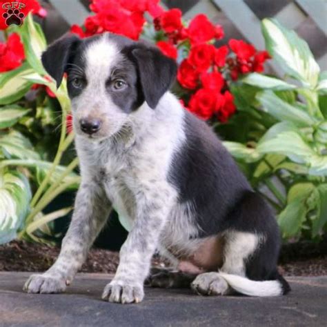 Chocolate Blue Heeler Mix Puppy For Sale In Pennsylvania