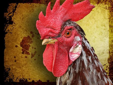 Pair Pleads Guilty To Transporting Roosters Through Colorado For