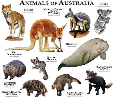 Native Mammals In Australia Pets Lovers