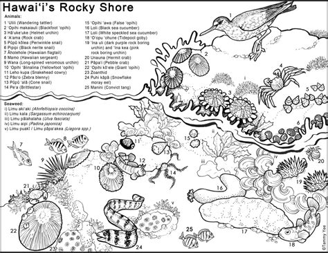 Download Tidal Zone coloring, Download Tidal Zone coloring for free ...