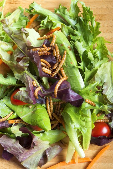 Edible bugs are all the buzz | National | columbustelegram.com