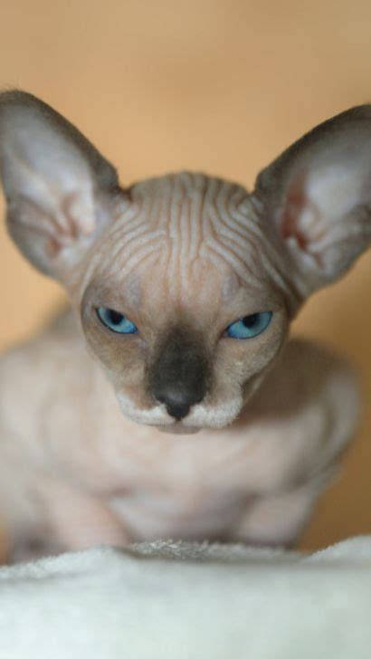 hairless munchkin cat breed the hairless sphynx cat and bambino cat mix breed