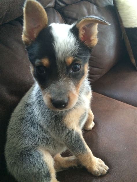 I Can Not Deal With The Cuteness Of Blue Heelers I Had One Since I Was