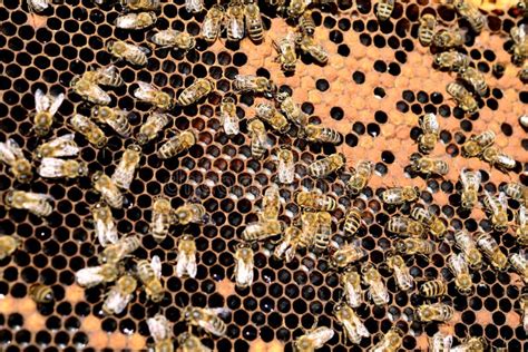 Bee Colony Stock Image Image Of Honeycomb Medicine 31137997