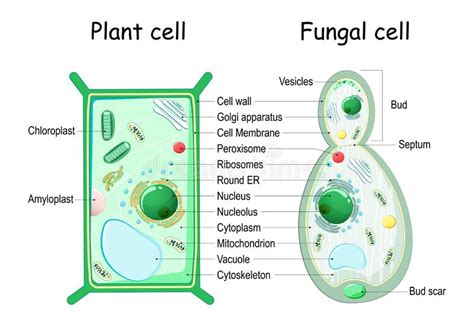 Plant Cell Ultrastructure Diagram Structure Functions And Diagram