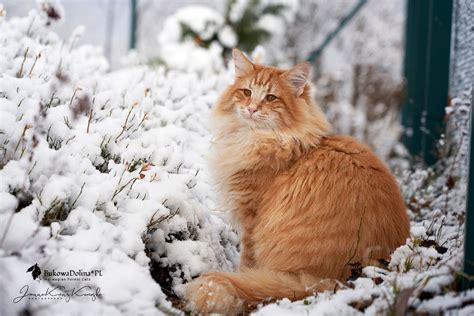 Norwegian Forest Cat Cat Photography Beautiful Cats