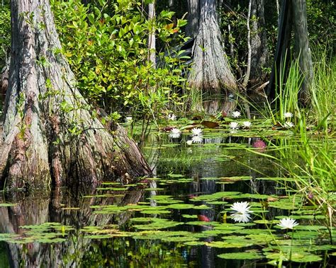 17 Best Images About Cool Swamp Pics On Pinterest Lakes State Forest